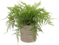 Small Fake Plant Potted Plants Artificial Decor Plastic Asparagus Ferns Plant Faux Plants in Pots for Home Living Room Bedroom Desk Shelf Farmhouse Decoration
